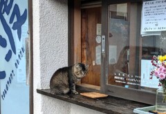 共同浴場の受付猫