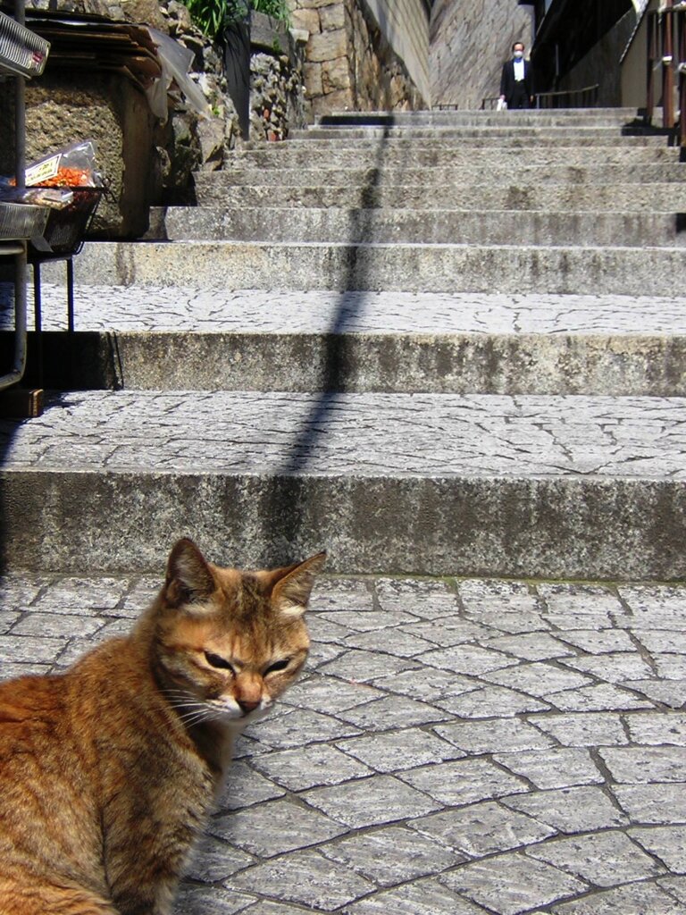 尾道の猫
