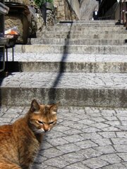尾道の猫