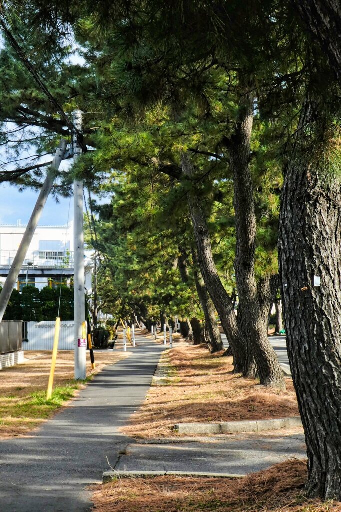 東海道を歩く　知立の松並木