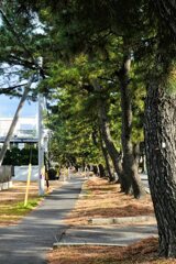 東海道を歩く　知立の松並木