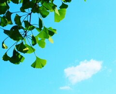イチョウと青空