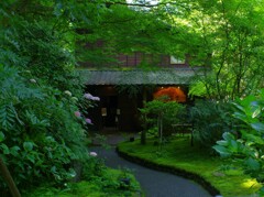 緑陰