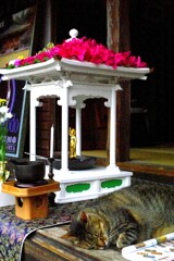 花まつりと猫