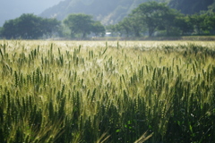 麦畑の朝