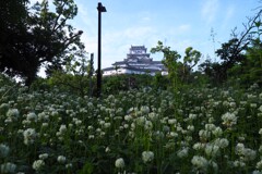 クローバーと姫路城