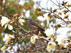 コブシとヒヨドリ