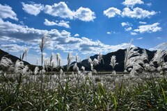 ススキと青空