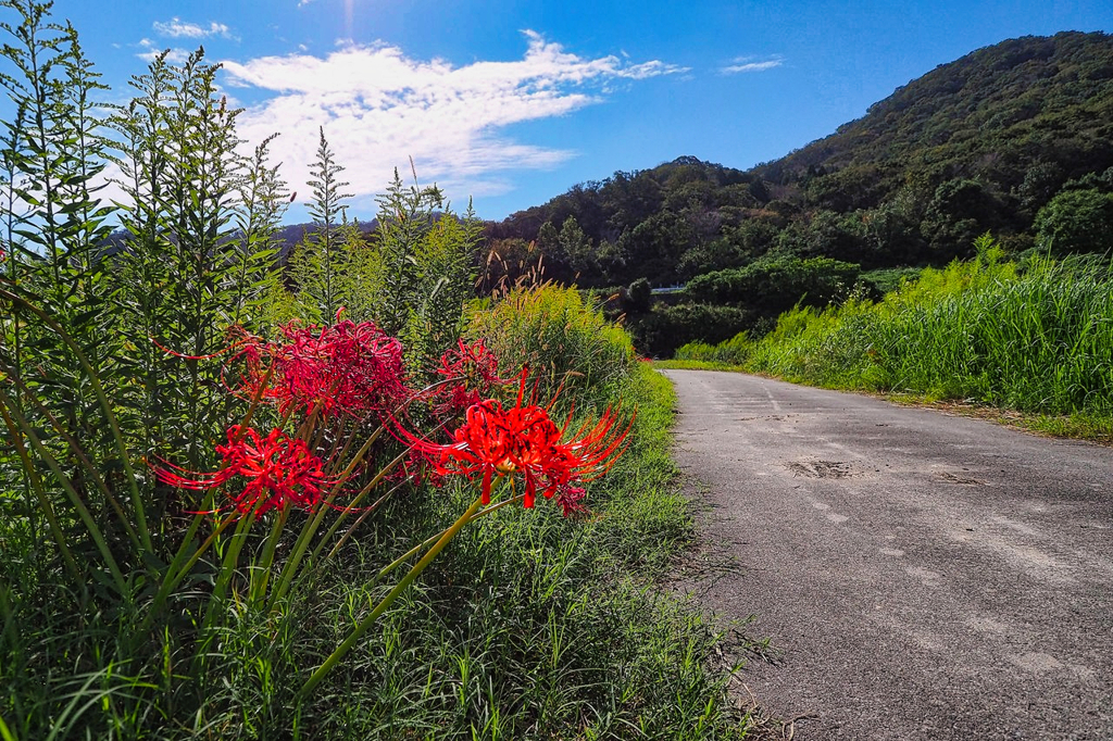 路傍の曼殊沙華