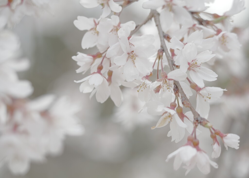桜咲く3