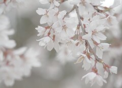 桜咲く3