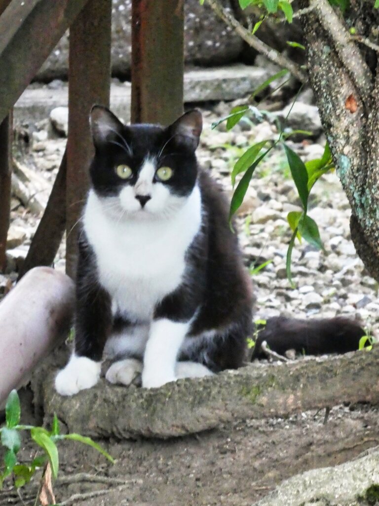 中山道を歩く　道端の猫
