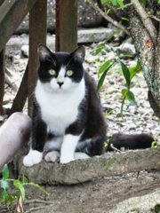 中山道を歩く　道端の猫