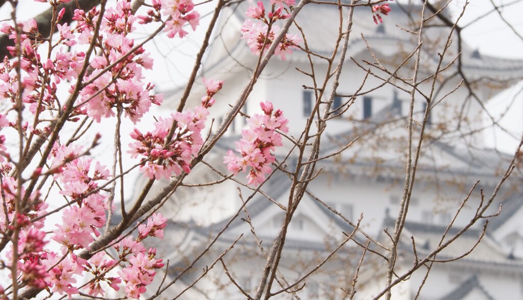桜咲く