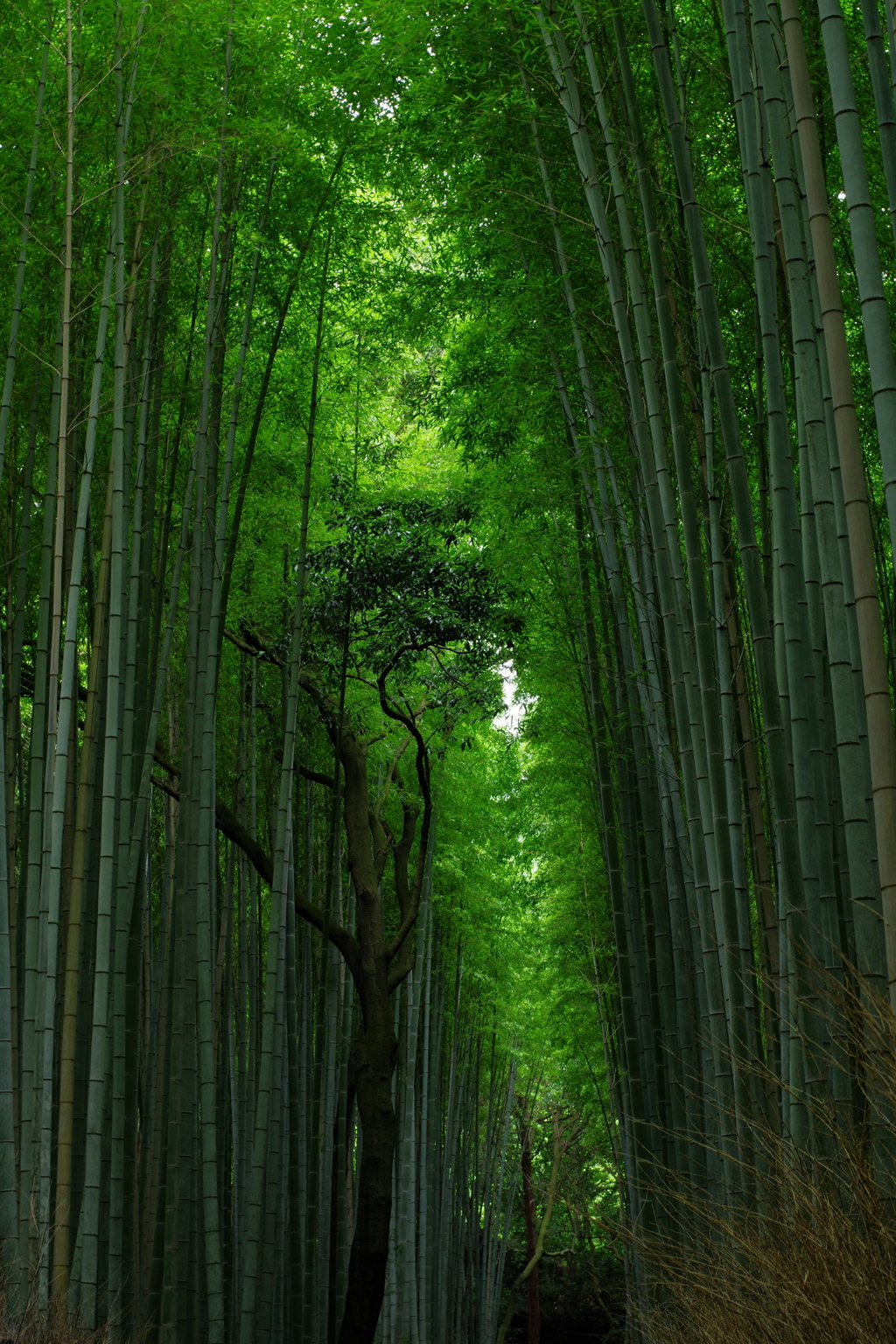 竹林