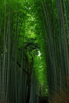竹林