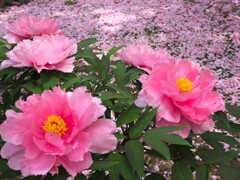 牡丹と散り桜