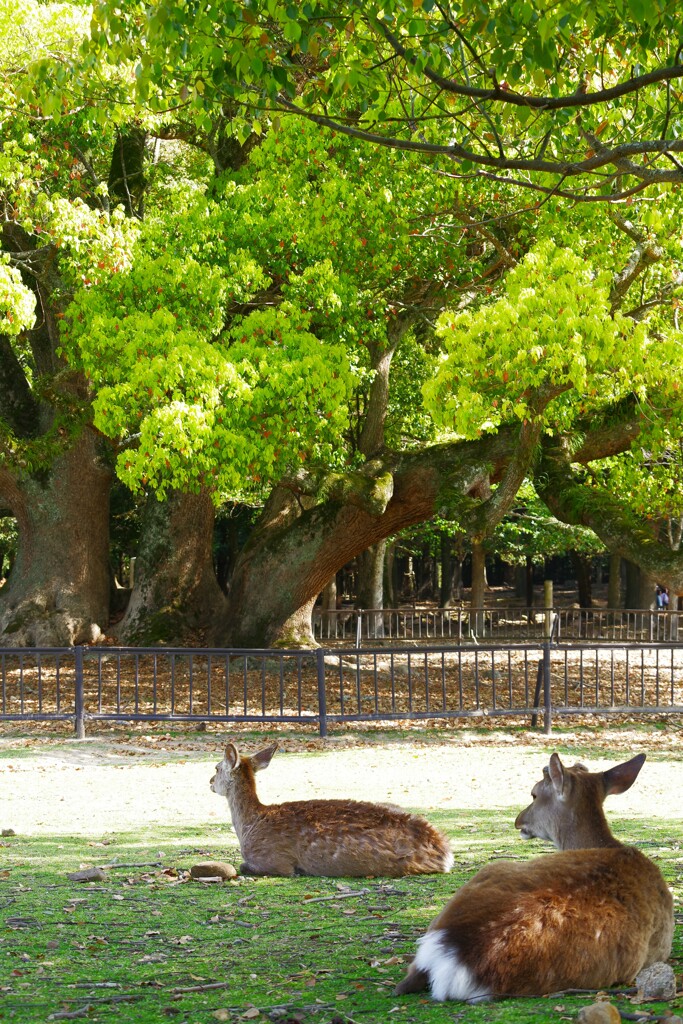 奈良公園