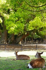 奈良公園