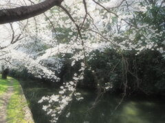 桜咲く4