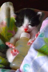 ミルク飲み