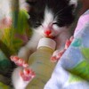 ミルク飲み