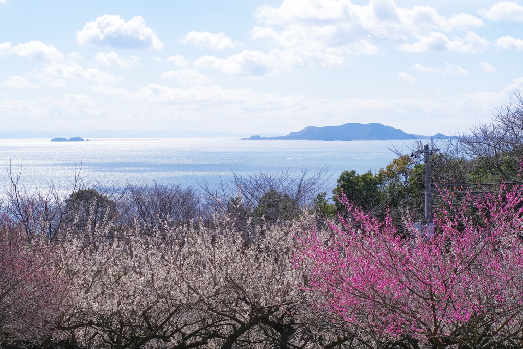 綾部山梅林