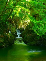 緑の水面