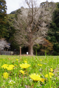 春の野3