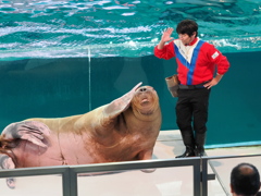 セクシーポーズをするセイウチ