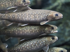 川魚の大群