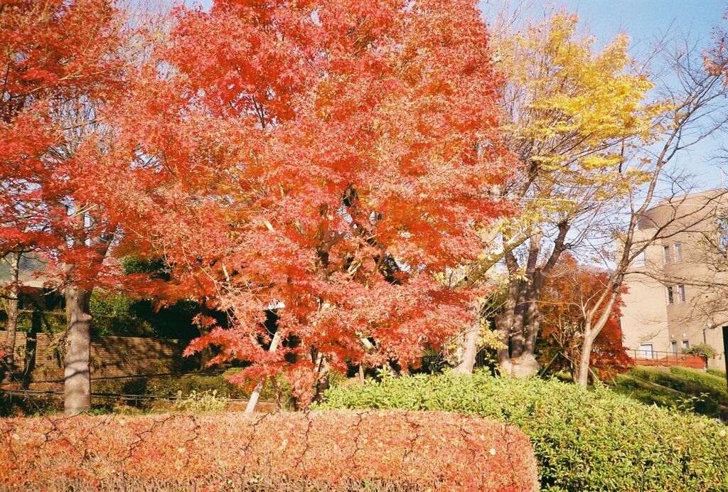 相模湖畔の紅葉