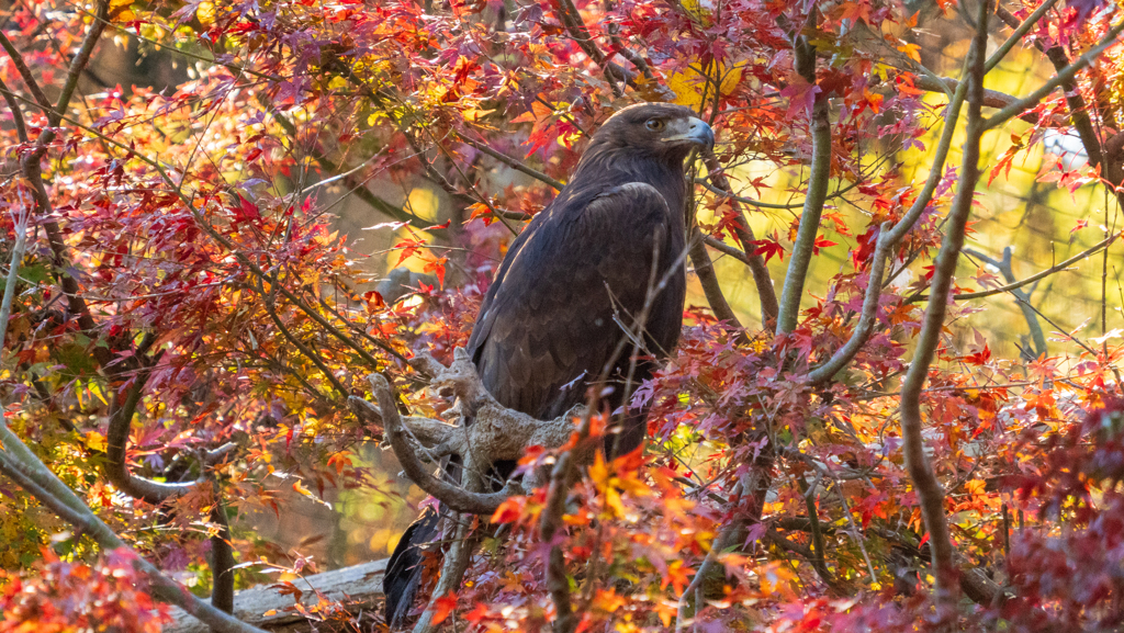 紅葉とイヌワシ