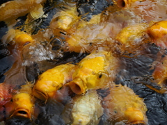 大量の鯉