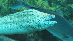 ウツボ