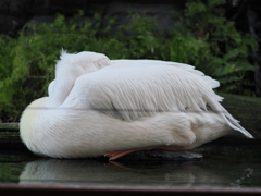 睡眠中のモモイロペリカン