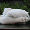 睡眠中のモモイロペリカン