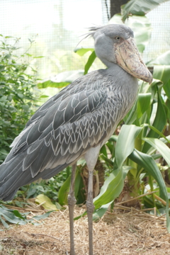 寡黙