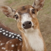 キューティクル