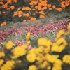 花畑