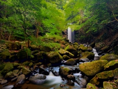 白藤滝