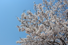 さくら