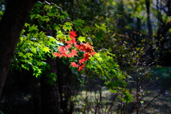 紅一点