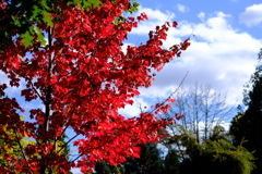紅
