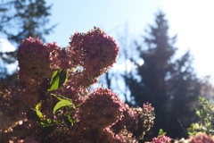 紫陽花