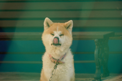 Cute Dog