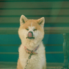 Cute Dog