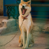 Cute Dog 3