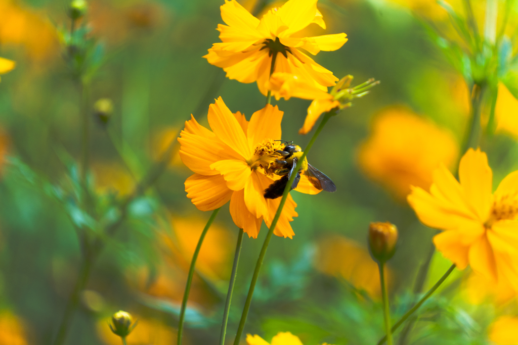 Bee