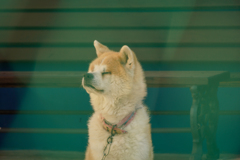 Cute Dog 2